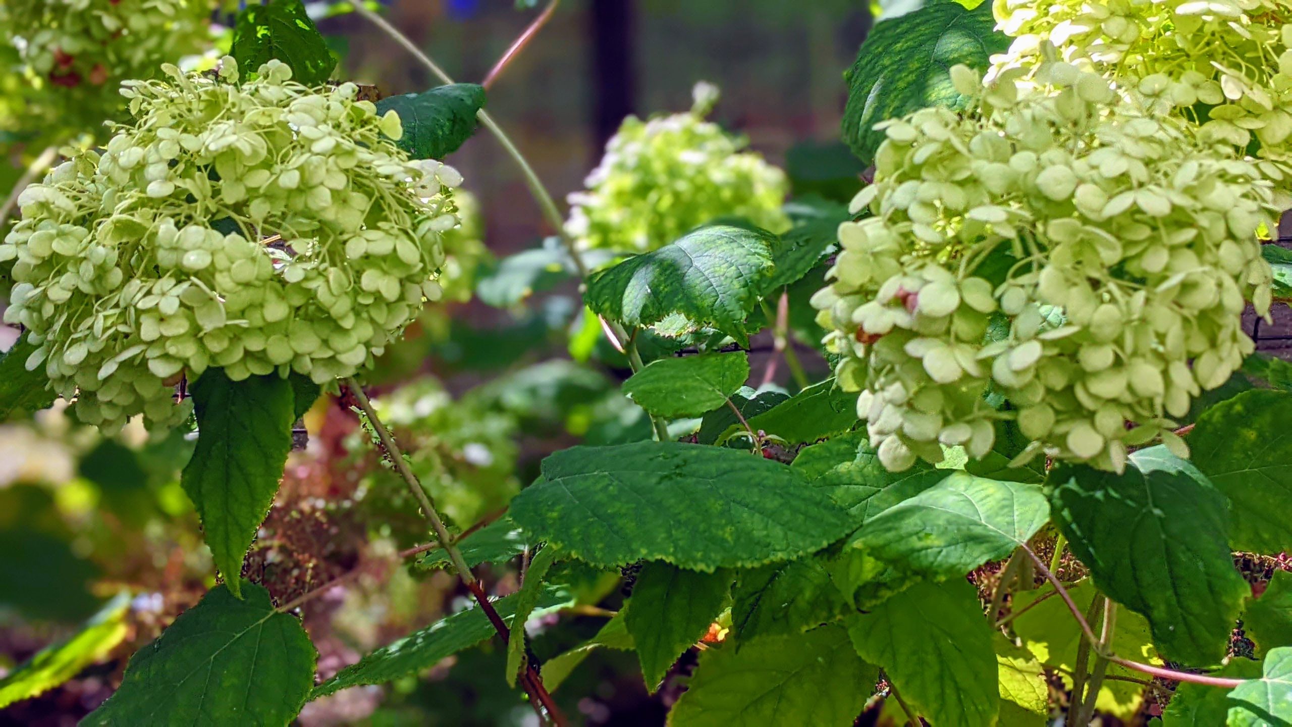 PXL_20240907_092159015.PORTRAIT-EFFECTS