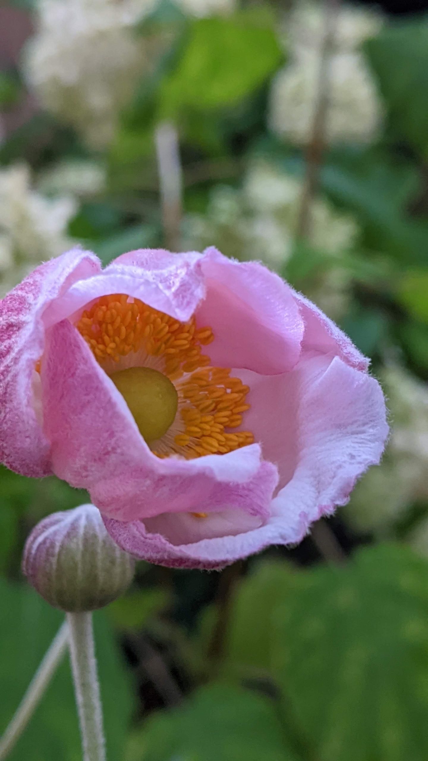 PXL_20241016_161305754.PORTRAIT