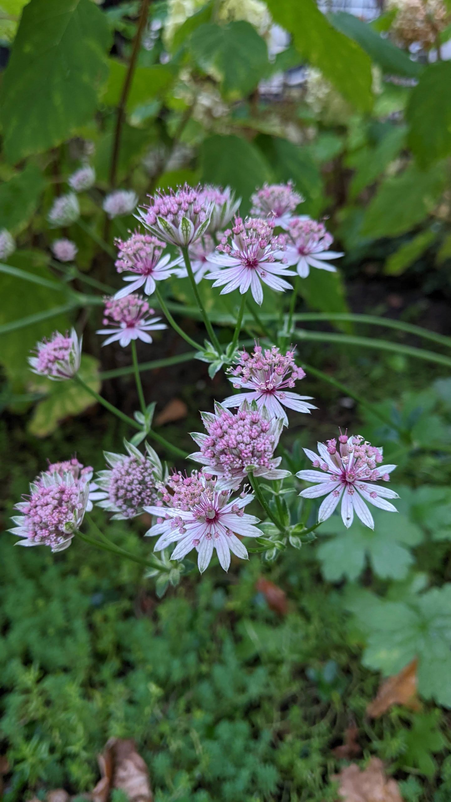 PXL_20241016_161927067.MP